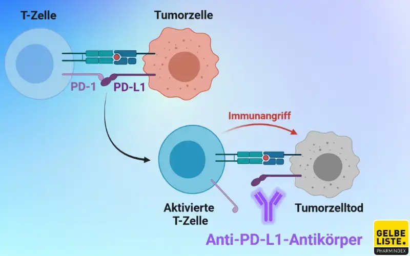 PD-L1-Inhibitoren 