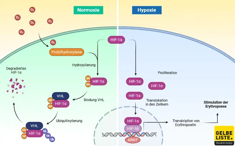 Prolylhydroxylaseinhibitoren