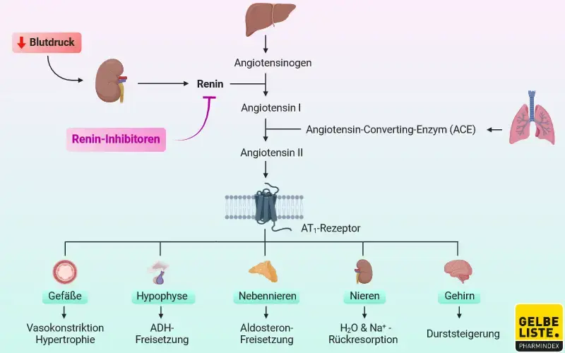 Renin-Inhibitoren