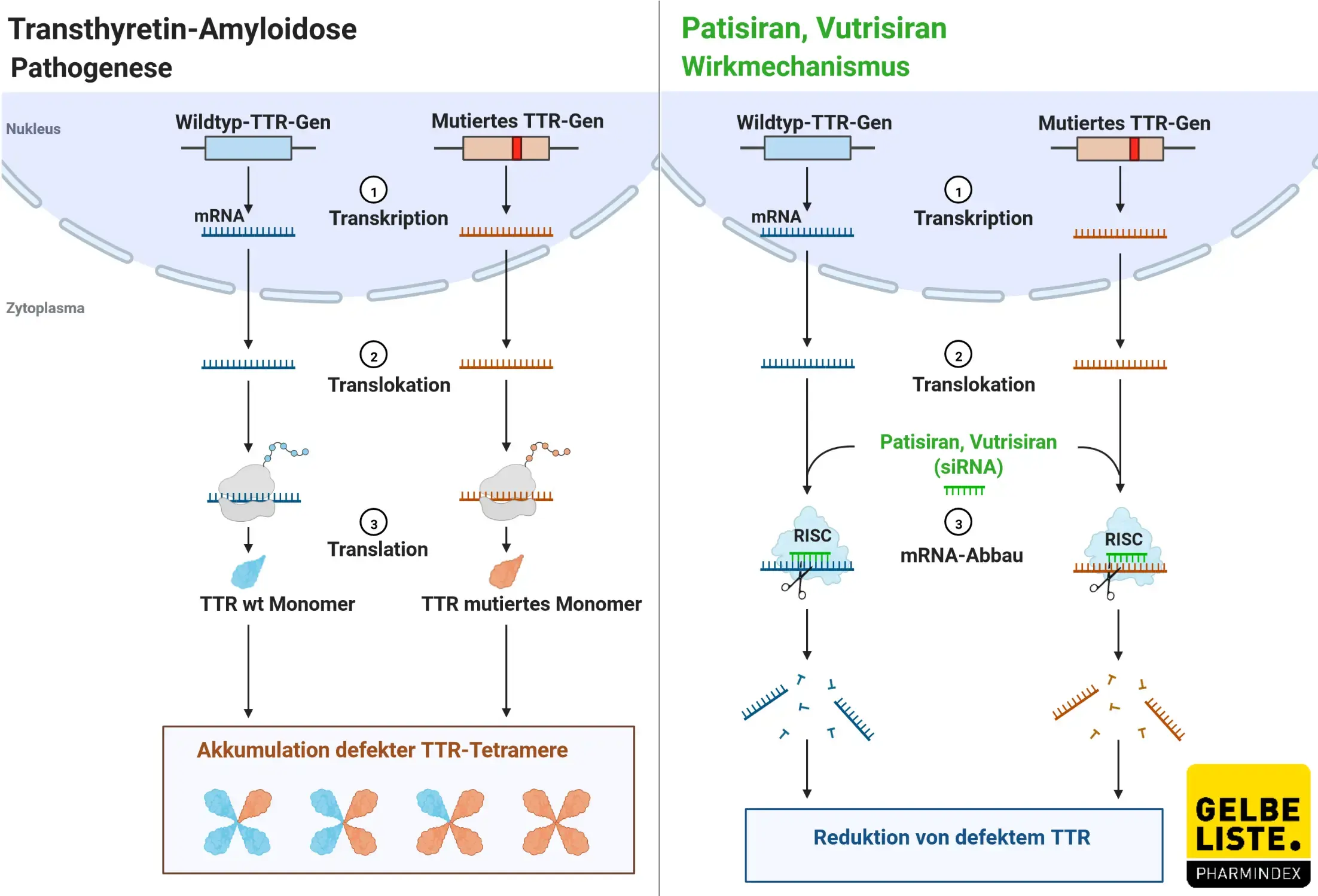 RNAi-Therapeutika