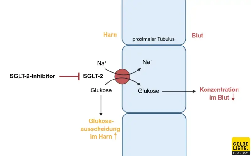 SGLT-2-Inhibitoren