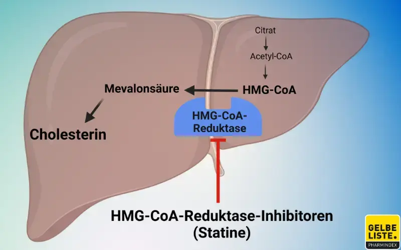 Statine HMGCoA