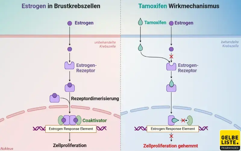 Tamoxifin 