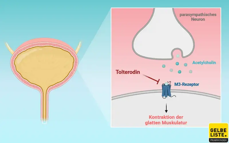 Tolterodin