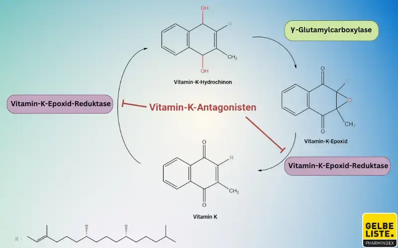 Vitamin-K-Antagonisten neu