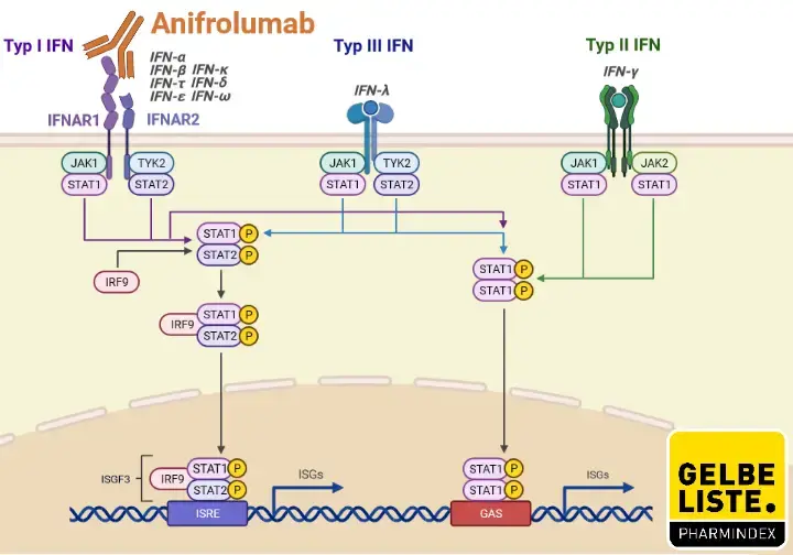 Anifrolumab Anifrolumab