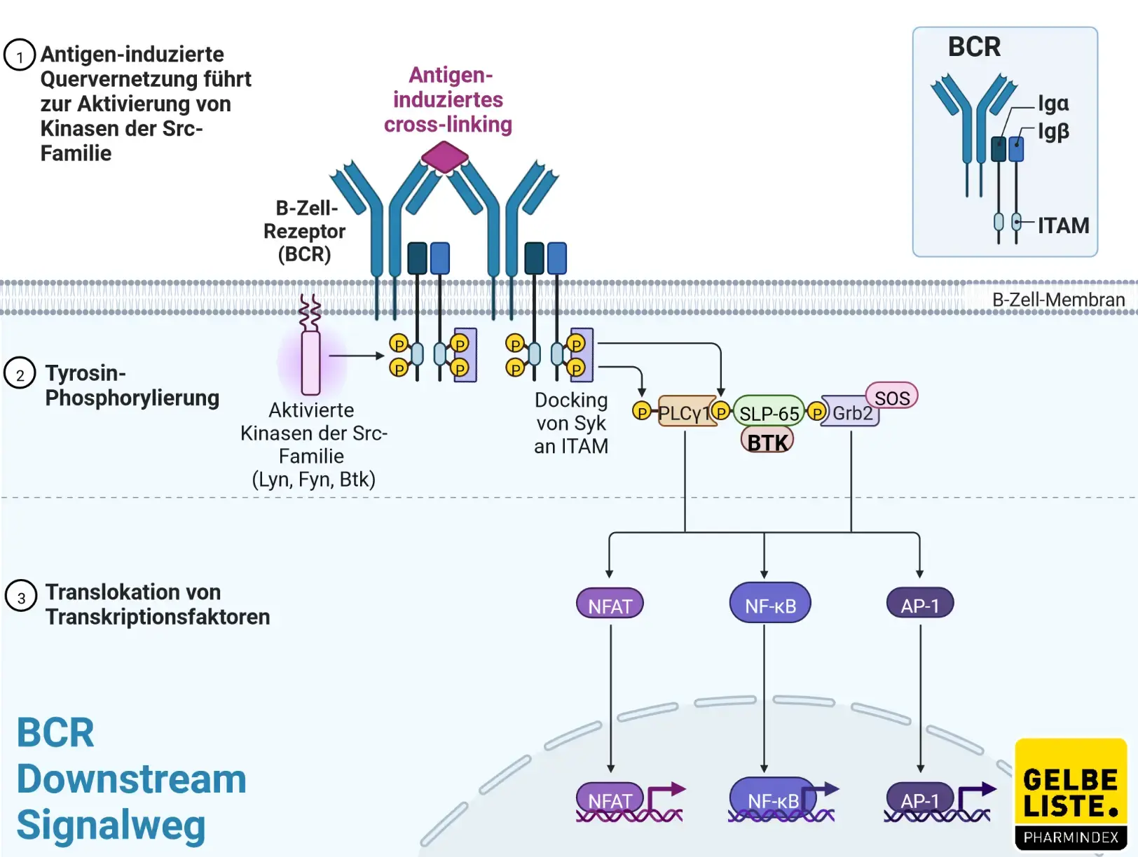 BCR, BTK Signalweg BCR, BTK Signalweg