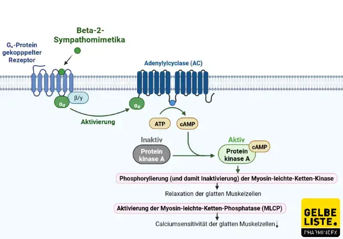 Beta-2-Sympathomimetika Beta-2-Sympathomimetika