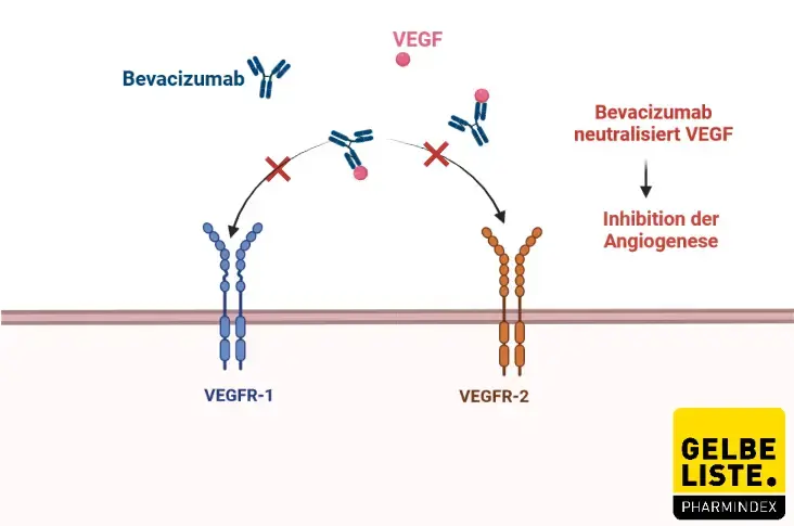 Bevacizumab 2 Bevacizumab 2