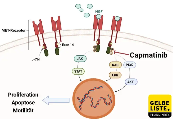 Capmatinib Capmatinib