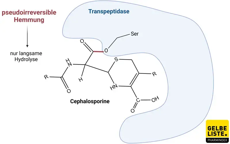 Cephalosporine Transpeptidase Cephalosporine Transpeptidase