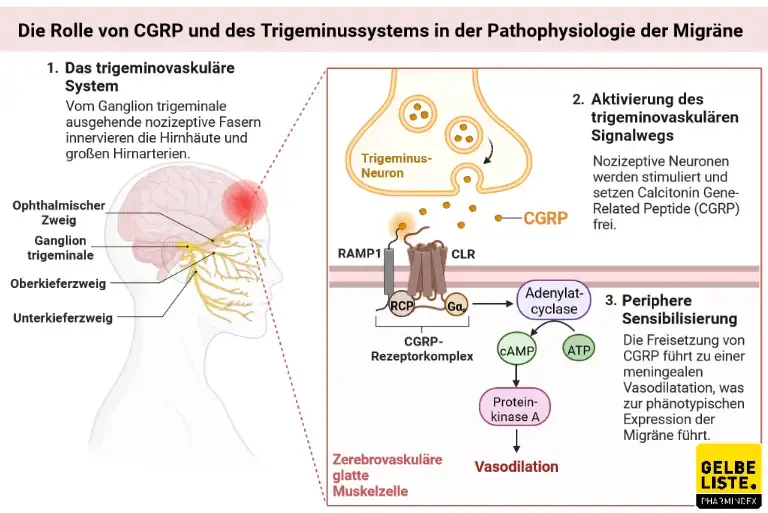 CGRP Migräne 2 CGRP Migräne 2