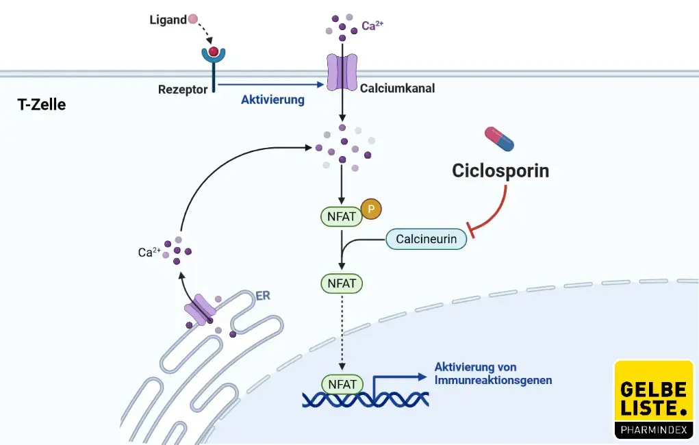 Ciclosporin Ciclosporin