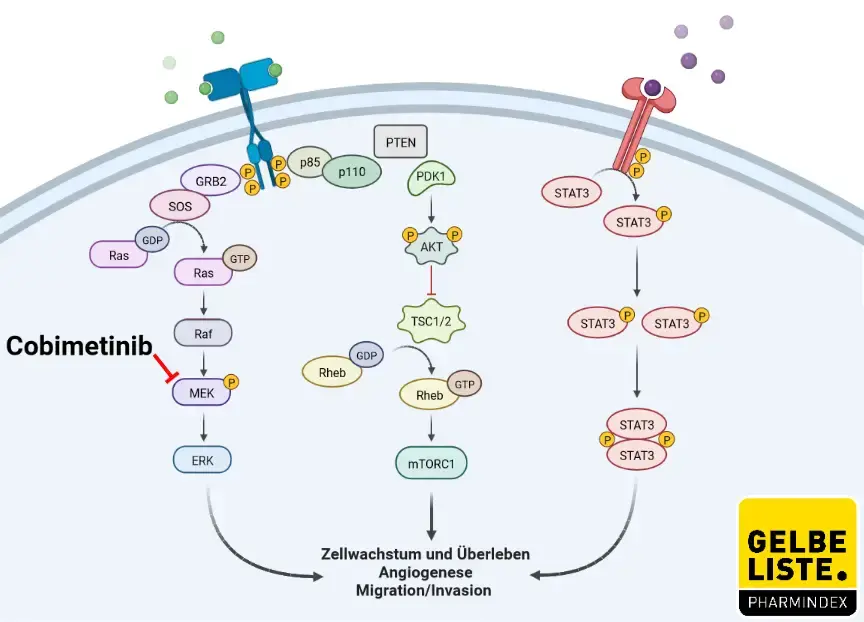 Cobimetinib 2 Cobimetinib 2