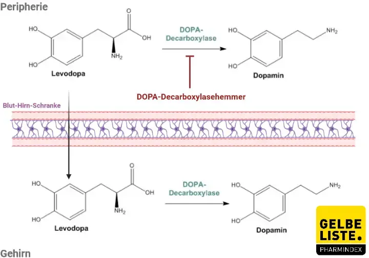 DOPA-Decarboxylasehemmer DOPA-Decarboxylasehemmer