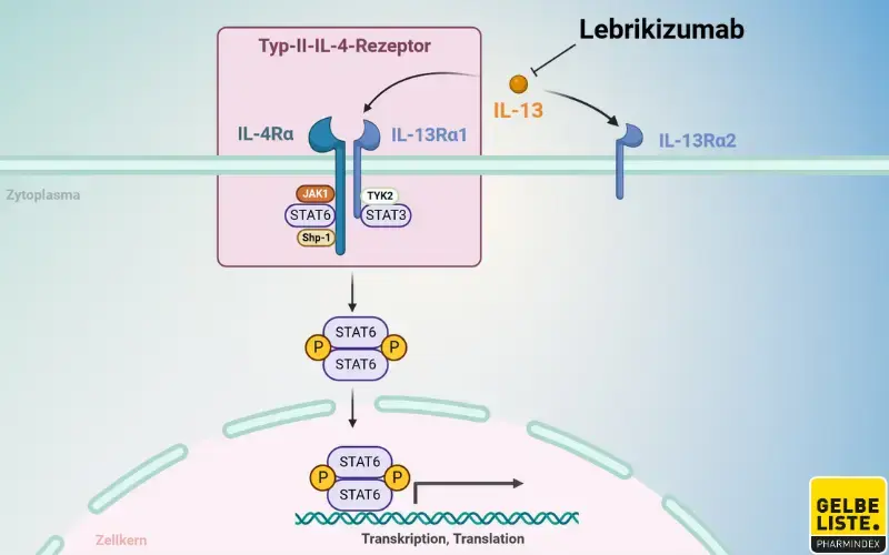Lebrikizumab Anwendung, Wirkung, Nebenwirkungen Gelbe Liste