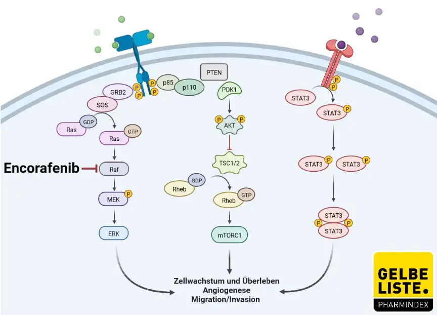 Encorafenib Encorafenib