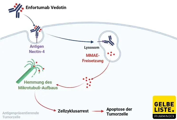 Enfortumab Vedotin Enfortumab Vedotin