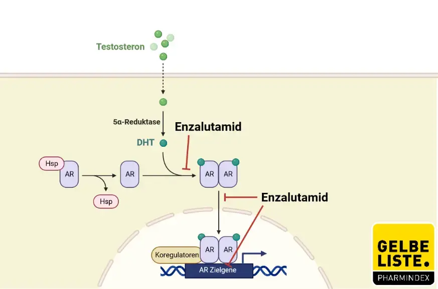 Enzalutamid Enzalutamid