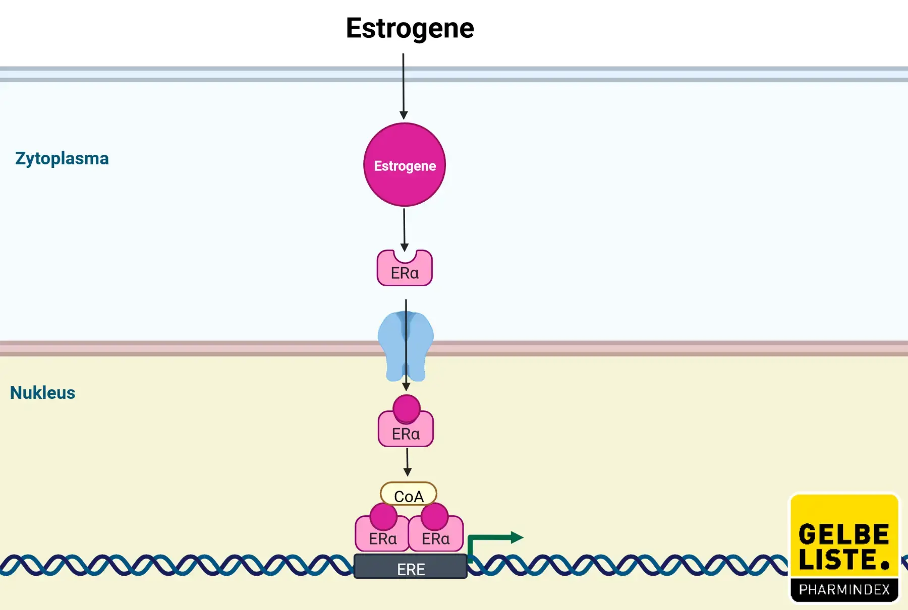 Estradiol Estradiol