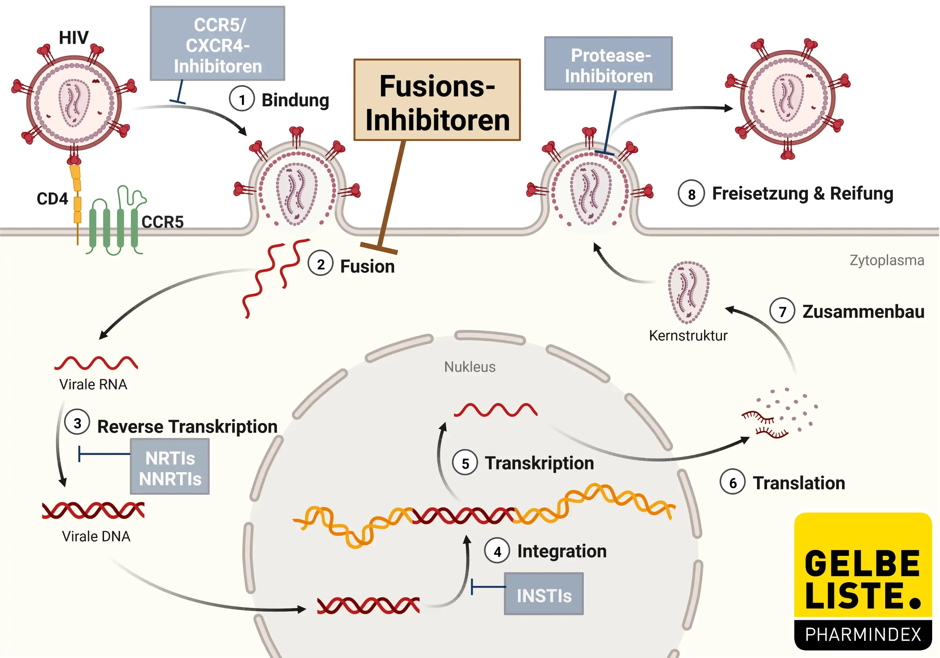 Fusionshemmer HIV Fusionshemmer HIV