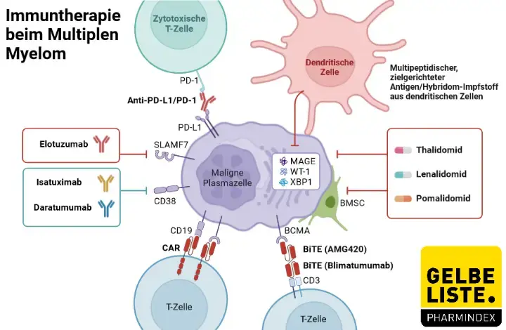 Multiples Myelom Therapie Multiples Myelom Therapie