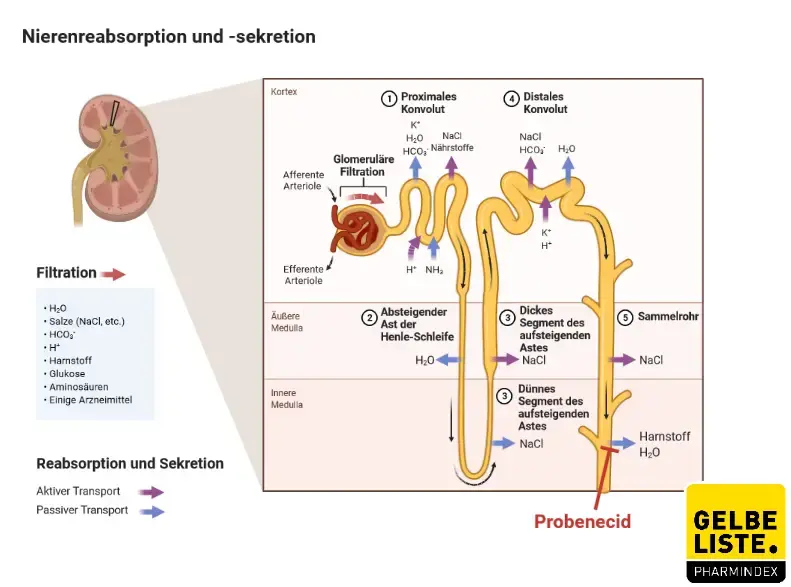 Probenecid Probenecid