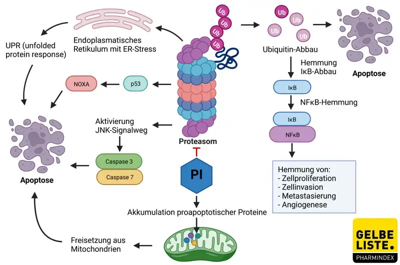Proteasom-Inhibitoren Proteasom-Inhibitoren