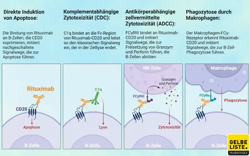 Rituximab Rituximab
