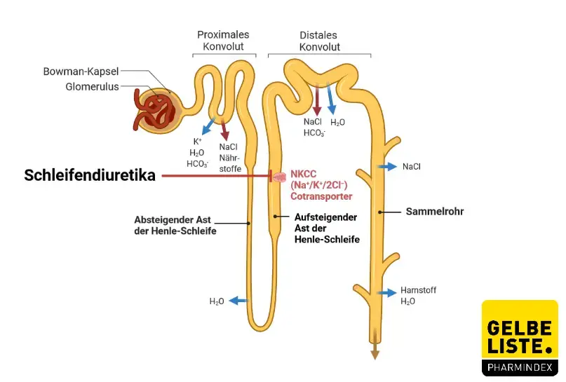 Schleifendiuretika Schleifendiuretika