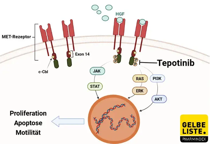 Tepotinib NSCLC Tepotinib NSCLC