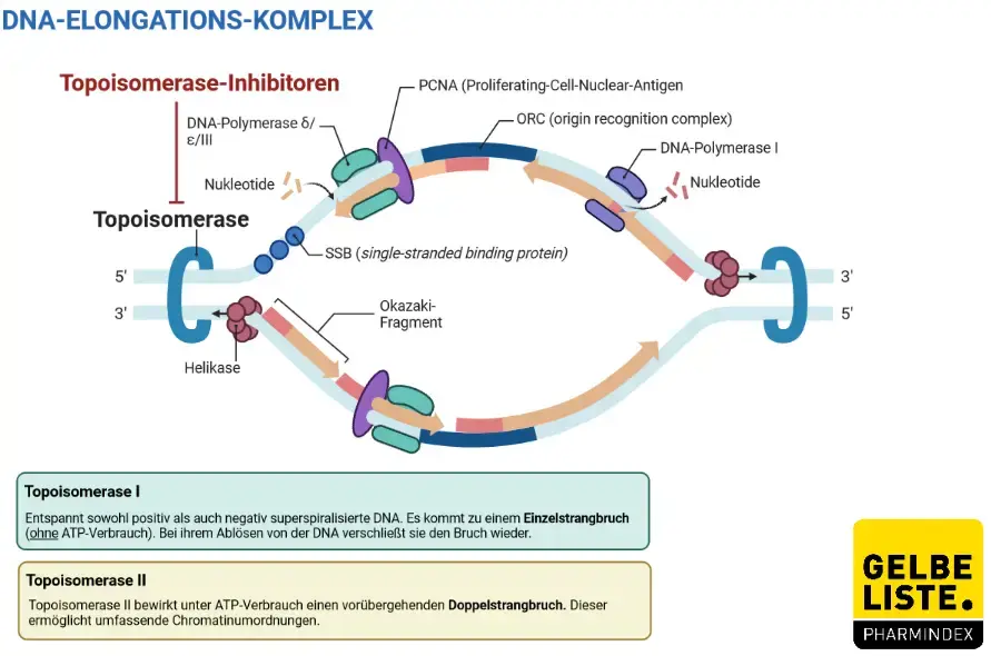 Topoisomerase-Hemmer Topoisomerase-Hemmer