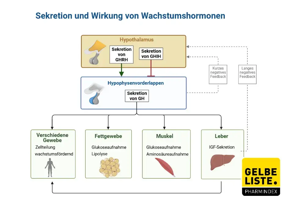 Wachstumshormon Wachstumshormon